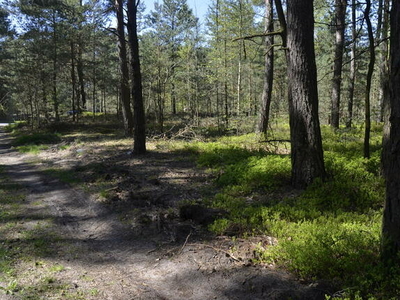 Działka 2500 m2 leśna Siennica Strugi Krzywickie / Chmielew