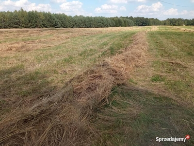 Wydzierżawię łąkę w miejscowości Trzmielów