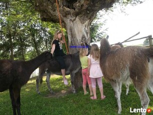 Pokoje Gościnne Zwierzęta miniZOO jeziora ośrodek narciarski