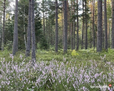 Działka rolno-leśna 0,42ha lub 0,85ha