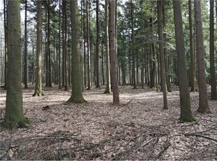 Działka Sprzedaż Budzów, Polska