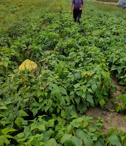 działka rolna, pole orne 1.7 ha Zadworze/Leszczyna