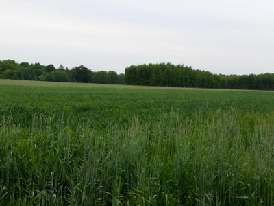 Działka rolno-budowlana Byków