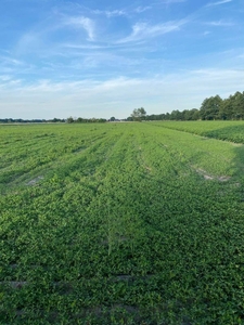 Działki budowlane Grójec Mały