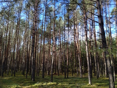 Las sosnowy 105 lat! 0,57ha Łódzkie, gm. Rusiec