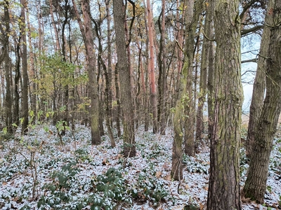 las sosnowy ok.100 letni, woj. świętokrzyskie, gmina Opatowiec, 1 ha