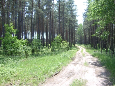 Sprzedam 2 działki rekreacyjne w Borach Tucholskich