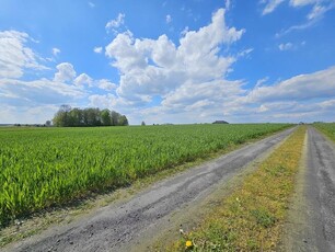 Duża działa granicząca ze ścianą lasu - Radawczyk