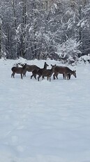 Duża inwestycja w Bieszczadach 1,84 ha, Ustrzyki Dolne