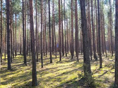 Działka na sprzedaż, Chojnicki, Brusy