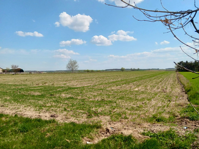 DZIAŁKA ROLNA 2,1652ha w ORTELU KRÓLEWSKIM I