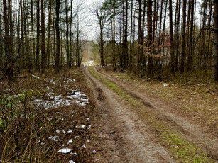 Działka leśna Poświętne