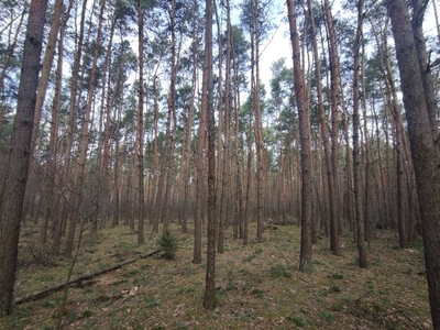 Grunt leśny las z drzewostanem sosnowy 60-70 lat 1,15ha REZERWACJA