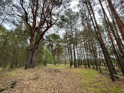 Piękna działka 5000m2 Kaszewiec