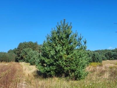 Sprzedam działkę 467 Stara Huta, Roztocze