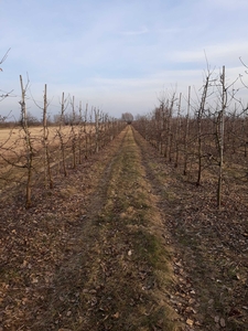 Wydzierżawię sady jabłoniowe + pole orne (4,3ha)