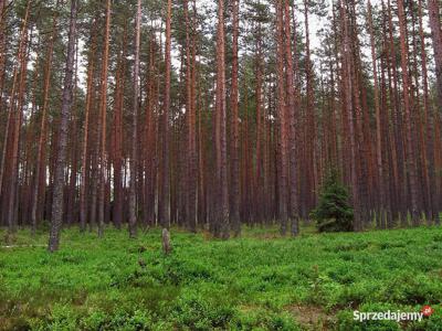 Działka leśna Siemianówka o podłożu żwirowym