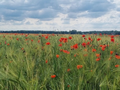 Działka inna Karczów