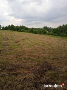 pole rolne do wynajęcia-powiat rzeszowski,przemyski