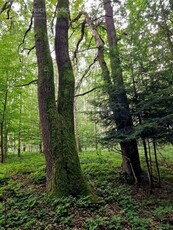 Działka leśna Sitnica gm. Biecz