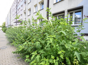 Pomorska JastrzębieZdrój Śląskie Biuro Nieruchomości