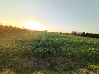 Działka rolno-budowlana Gołąb