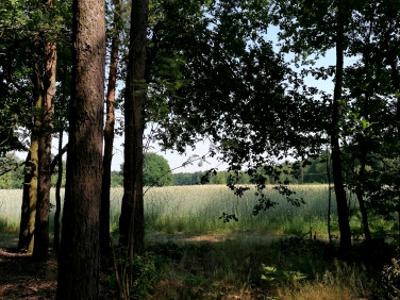 Działka rolno-budowlana Wrzeszczewice