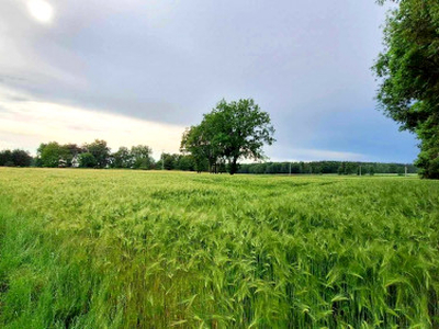 Działka rolno-budowlana Jasienie