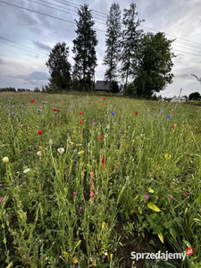 Na sprzedaż 900 m2 łąki w samym sercu Szwajcarii Kaszubskiej. W gratisie o…