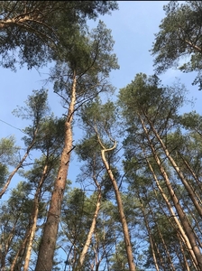 Wyjątkowa działka na granicy lasu Pilchowo