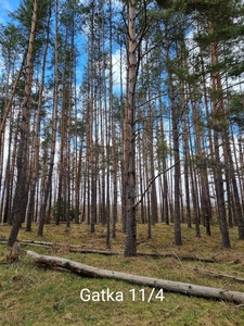 Las 37 ha sprzedam, pow. Bytów