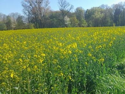 Gmina Jastków. Działka rolno-budowlana w Ługowie.