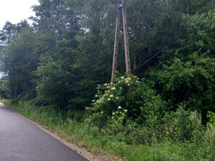 Działka leśna Dziadowice