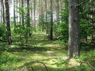 Działka leśna Lipowy Most, ul. Czechowizna 41 , 69/1