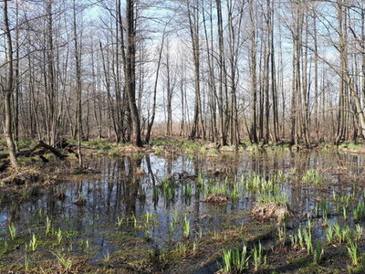 Działka Ponikiew, mazowieckie, 2800 m2