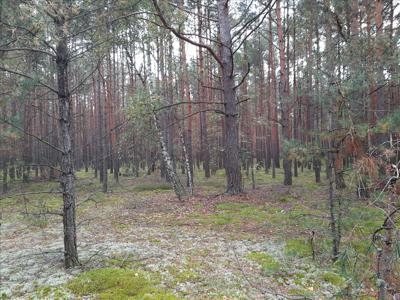 Działka na sprzedaż, Garwoliński, Skurcza