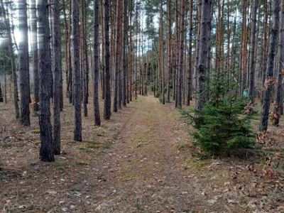 Działka budowlana Krzyżówka