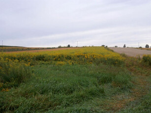 Działka rolno-budowlana Pieńsk