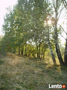 Działka rolna Pieńków gm. Czosnów