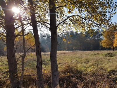 Działka rolno - budowlana w Czyżówku k. Iłowej, 5000m².