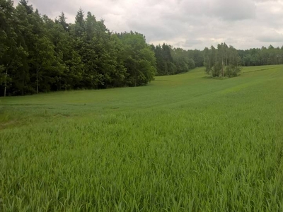 Mazury Stare Juchy działki w okolicach jeziora lasu.