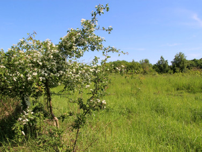 Działka Łazy