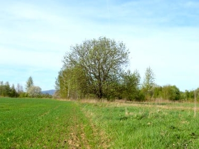 Działka budowlana Krosno