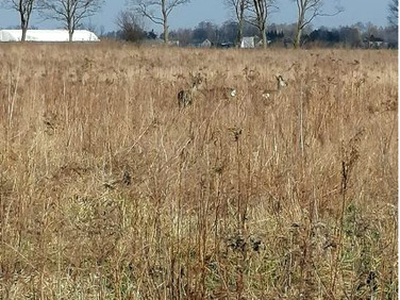 Działka budowlana Leszno