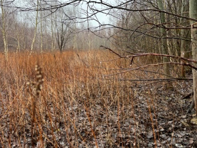 Działka budowlana, ul. Sułkowicka