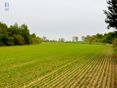 Działka, ul. Niedas Trzciniec