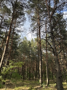 Działka las. Ostania linia zabudowy Praku Krajobrazowego!