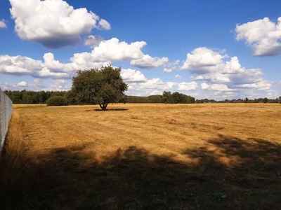 Działka rekreacyjna Udrzyn, ul. Brzozowa