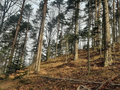 Działka leśna Tresna