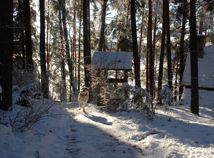 Sylwester, Ferie, Wakacje w Puszczy nad jeziorem